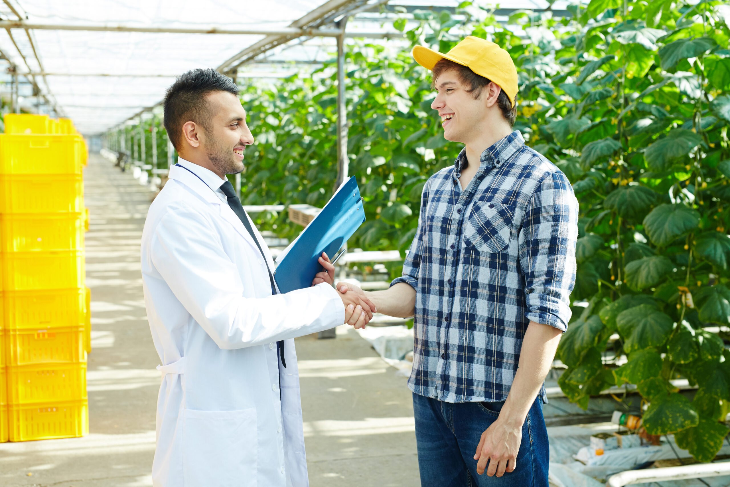Successful farmers greeting one another in aisle of modern greenhouse